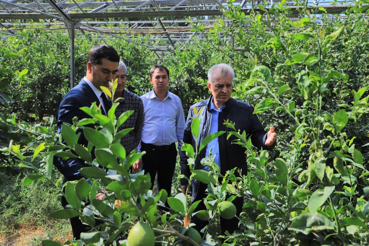 REKTOR O‘QUV-TAJRIBA XO‘JALIGIDA LIMON YETISHTIRISH FAOLIYATI BILAN TANISHDI ...